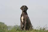 DOGUE ALLEMAND 442